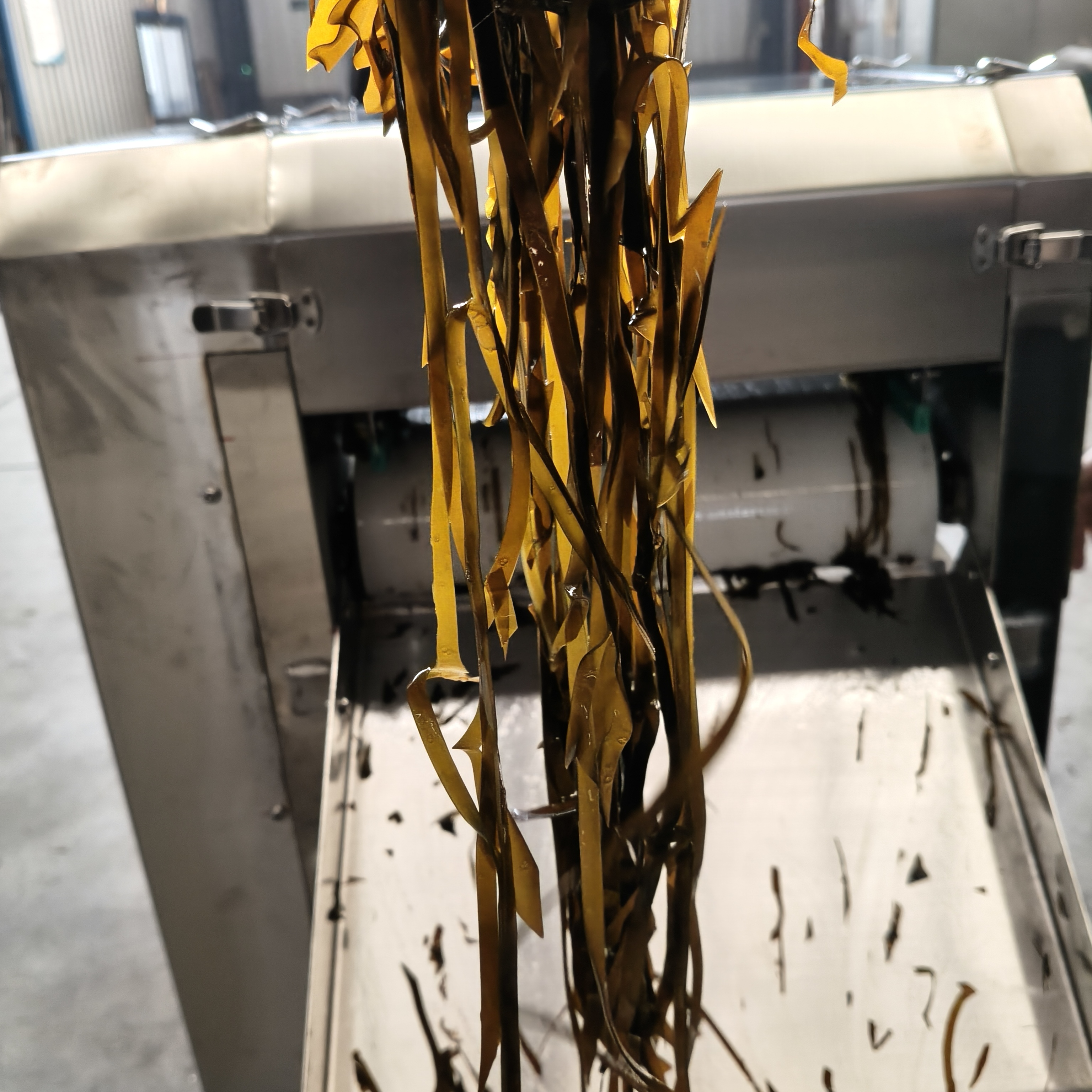 袋裝海帶絲加工線發(fā)貨！