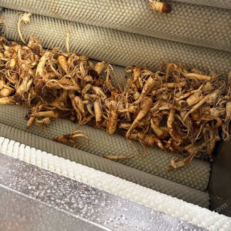 黃精毛輥清洗機(jī) 雞頭精清洗蒸制包裝設(shè)備