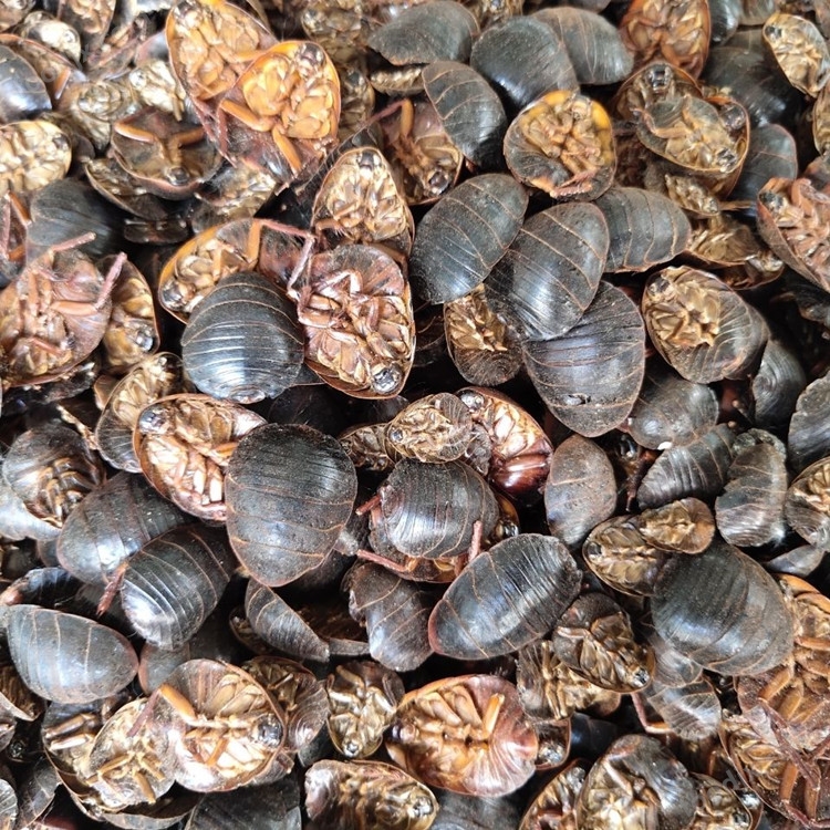 土元.jpg 土元炒干機(jī) 土元炮制烘干機(jī) 木山9型